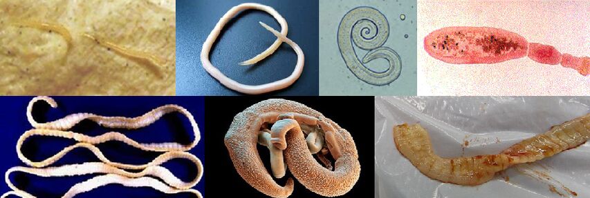 Различни видове паразити