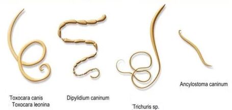 червеи и техните имена