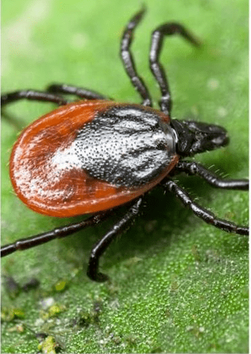 ектопаразити