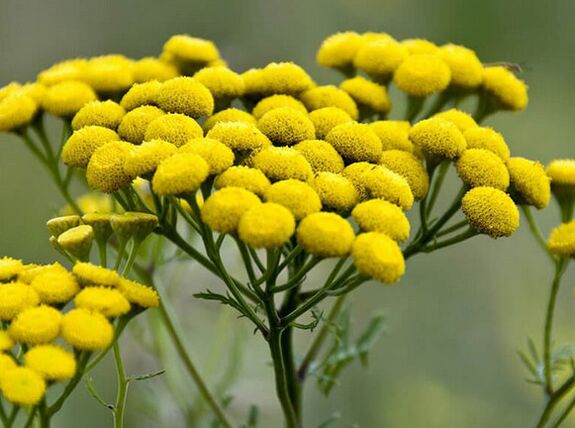 вратига - лек за паразити